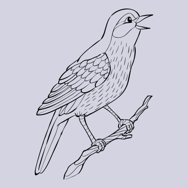 Nightingale   Clipart 2 Thumbnail