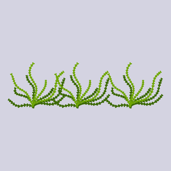 Sea Plant Thumbnail