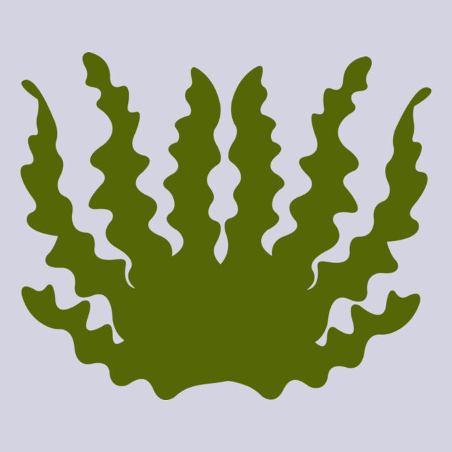 Sea Plant 2 Thumbnail