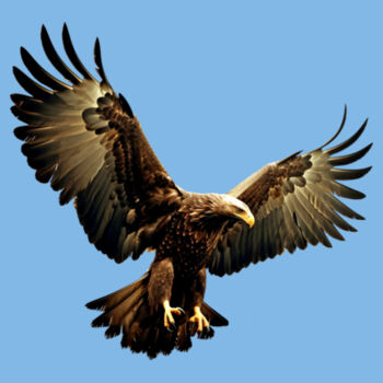 Eagle Design